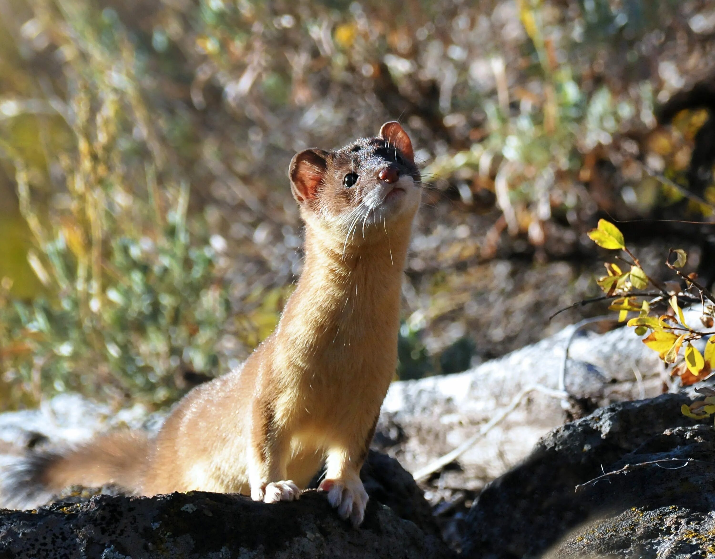 Известно что горностай хищное. Ласка обыкновенная (Mustela nivalis). Ласка (Mustela nivalis) 2023. Солонгой Забалькайский. Амурский солонгой.