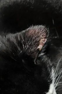 Кошек лишили