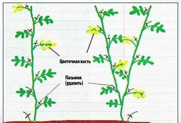 Схема пасынкования томатов. Пасынкование помидор в теплице. Пасынкование черри. Пасынки у томатов схема.