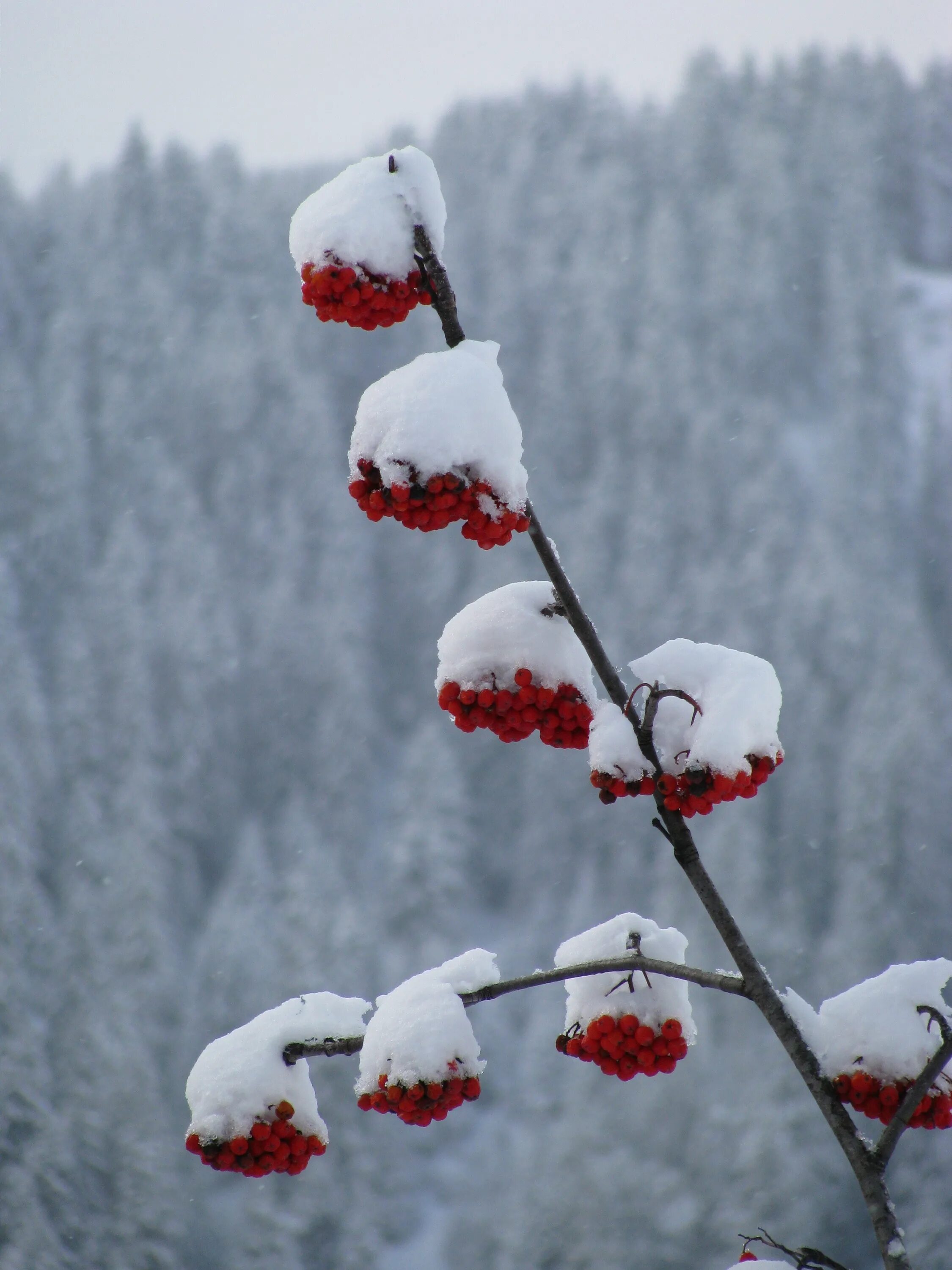 Красная снежка. Зимние цветы. Цветы зимой. Красивые зимние цветы. Ягоды под снегом.