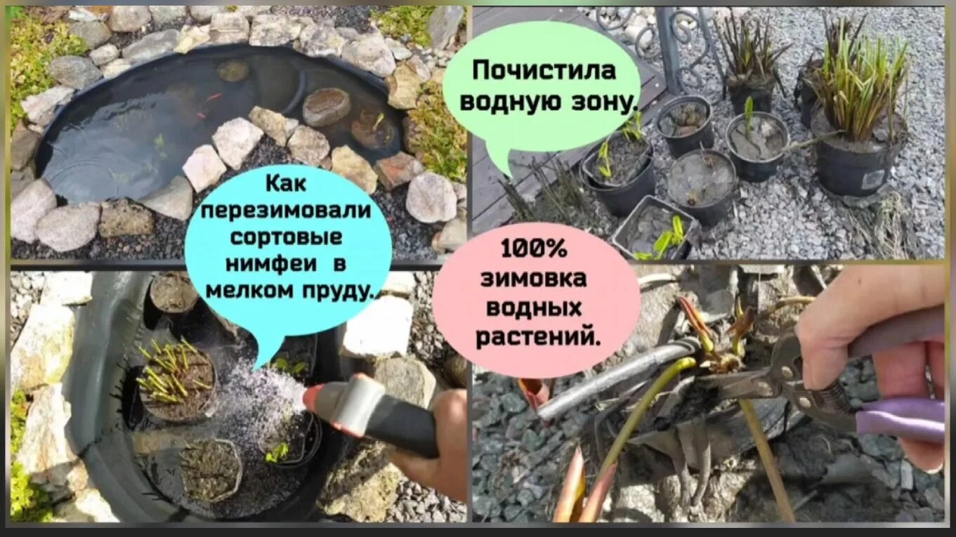 Как зимуют нимфеи