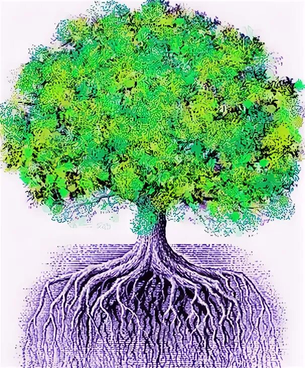Род корневых будет жить 9 читать. Корни дерева. Красивое дерево с корнями. Красивое большое дерево с корнями. Красивое дерево с корнями и плодами.