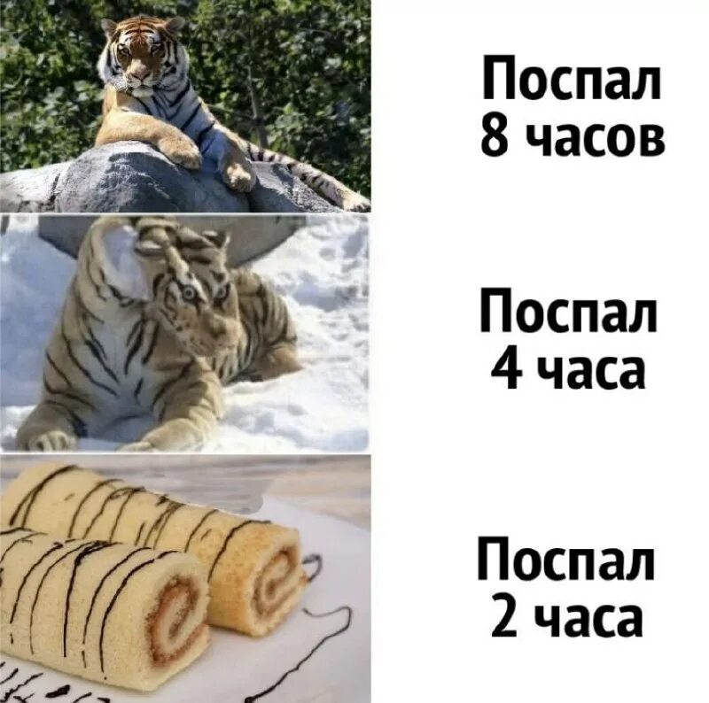 Тигр рулет мем CoffMachines.ru