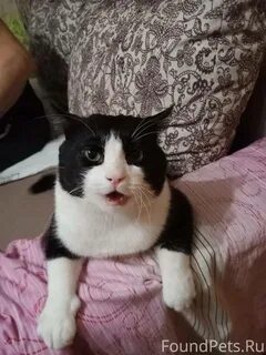 Тима котик