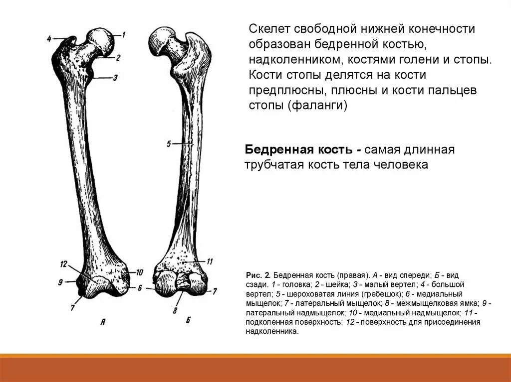 Скелет нижней конечности. Строение бедренной кости. Перечислите кости свободной нижней конечности. Кости нижних конечностей строение бедренная кость. Кости свободной нижней конечности бедренная кость.