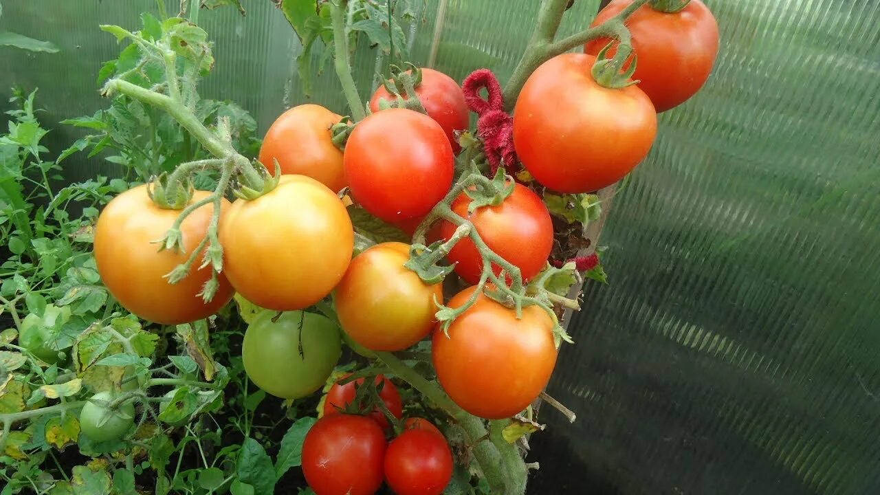 Фото ранних сортов помидор. Помидор сорт Ренет. Сорт Ренет томат. Томат Ренет семена. Томат суперранний ультраскороспелый.