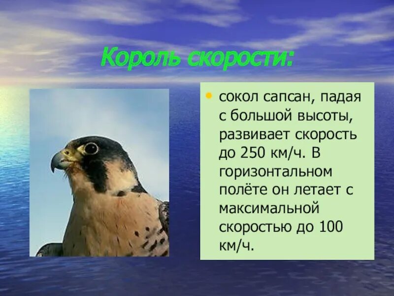 Сапсан птица скорость полета максимальная. Сокол Сапсан. Сокол скорость полёта. Сокол Сапсан скорость.