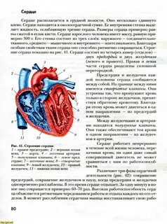 Органы кровообращения строение и работа сердца