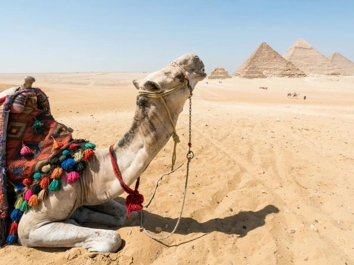 Сколько стоит каир. Прогулка на закате на верблюдах Гиза. Египет экскурсии. Египет 2024. Что нас ждет в Египте.