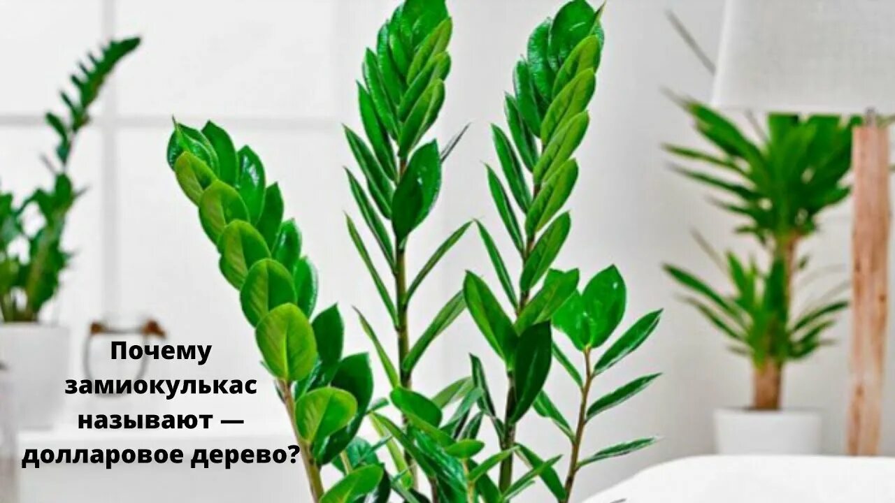 Замиокулькас давон фото - DelaDom.ru