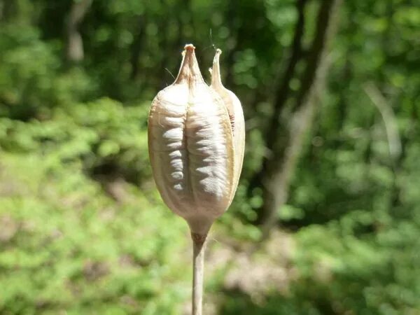 плод тюльпана. семенная коробочка тюльпана. плод коробочка у лилейных. плод коробочка у лилейных. плод коробочка у лилейных.