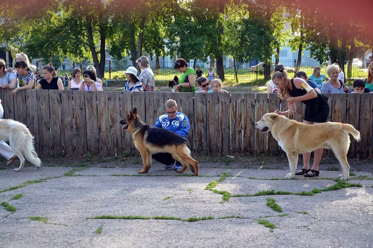 Выставка собак ульяновск. Клуб собаководов. Выставка собак на улице. Клуб служебного собаководства г. Ульяновск. Щенок на улице.