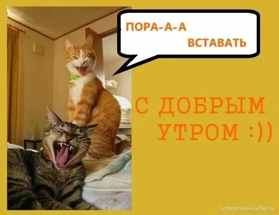 Проснулся утром смешно