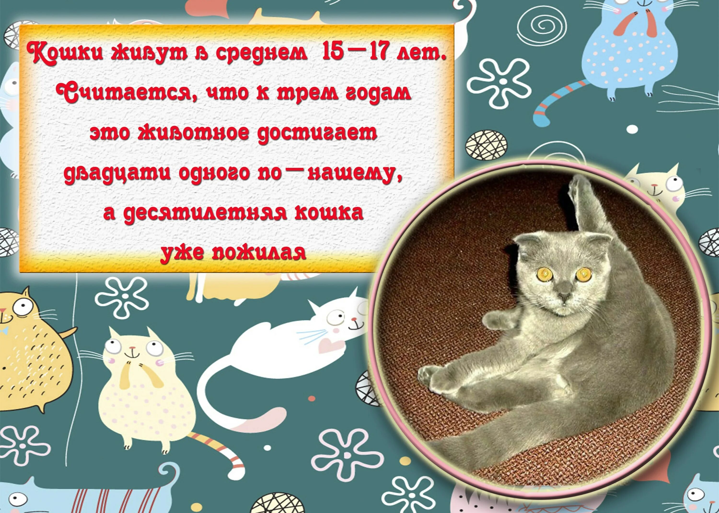 Коте информация