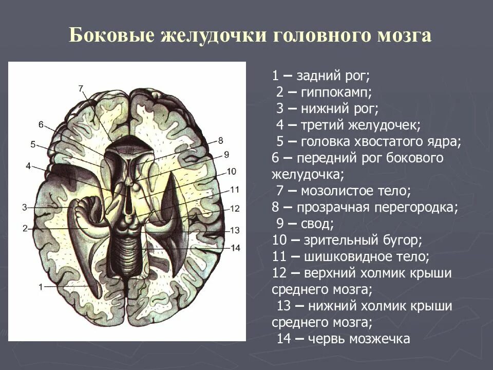 Промежуточный вариант между