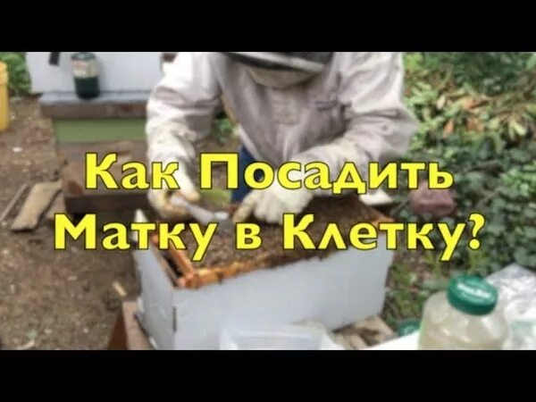 Как подсадить плодную матку в семью пчел. Подсадка маток в пересылочной клеточке. подсадка плодной матки в отводок в клеточке. подсадка матки в пчелиную семью в клеточке. подсадка матки в отводок в пересылочной клеточки.