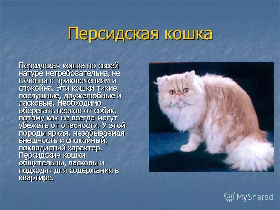 Персидская кошка описание. Персидские кошки описание породы. Персидский кот описание. Факты о персидских кошках. Как ухаживать за персидским