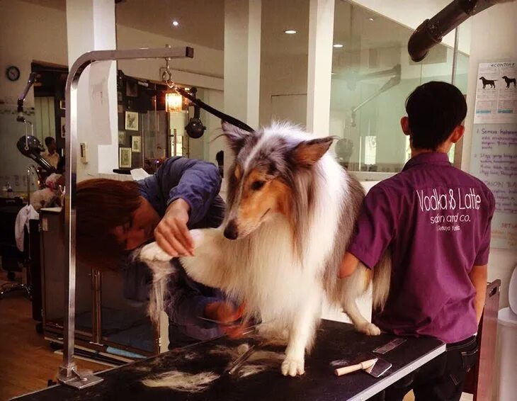 Груминг сервис. Grooming Pets in South Korea.