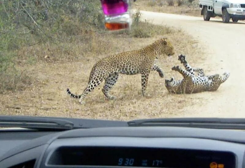 Own it animals