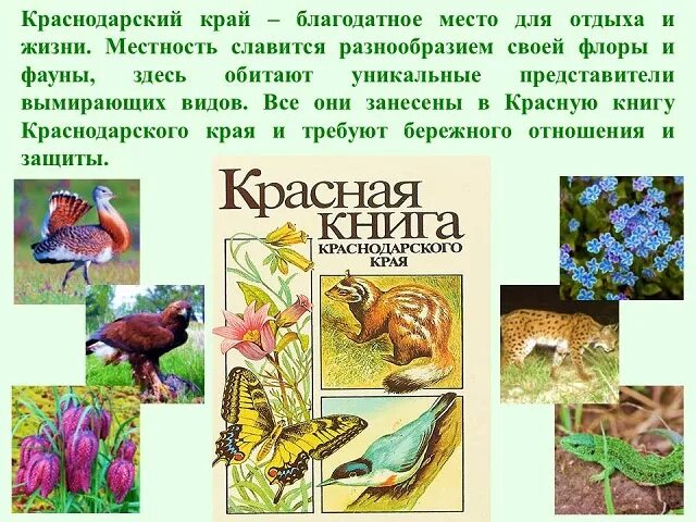 Животные красной книги краснодарского края