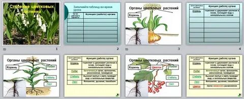 Органы животных и растений 5 класс биология