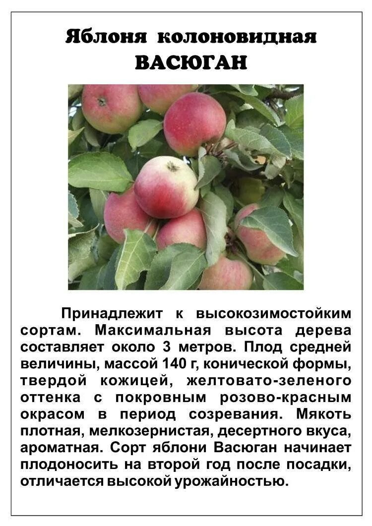 Яблоня васюган отзывы. Яблоня колонновидная васюган сорт. яблоня колонновидная васюган (летний сорт). васюган яблоня колоновидная описание. яблоня колоновидная васюган.