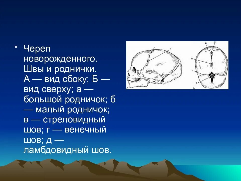 Швы головки новорожденного. Малый и большой роднички стреловидный шов. Стреловидный шов и малый Родничок.