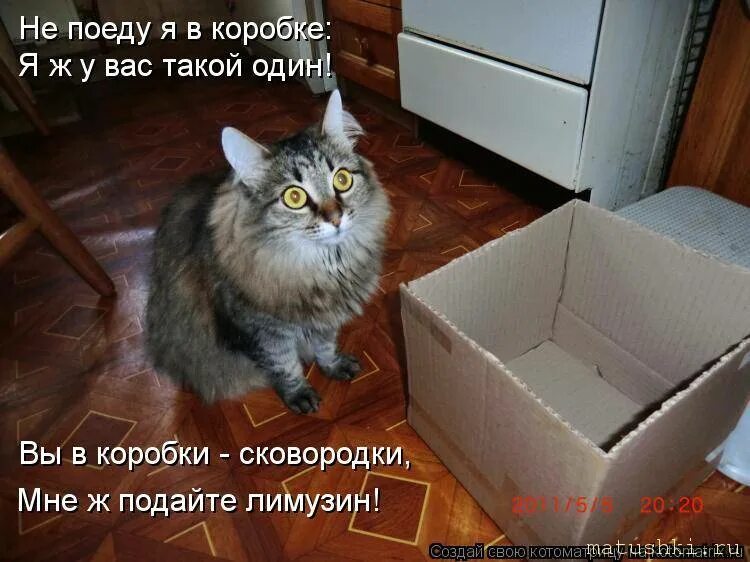 Кот хочет есть. Приколы про котов в коробке. Кот и хозяин. Кот и кот Котоматрица. Пришла кошка что делать