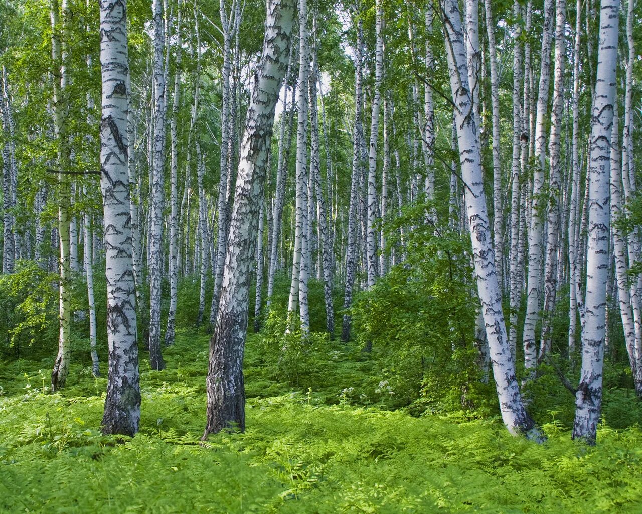 Лес где растет береза. Березовая роща Брянск. Береза роща Лысьва. Башкирия Березовая роща. Березовая роща Якутии.