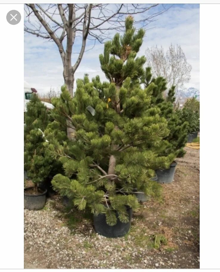 Pinus nigra Oregon Green. Сосна сосна Орегон Грин. Сосна черная Орегон Грин.