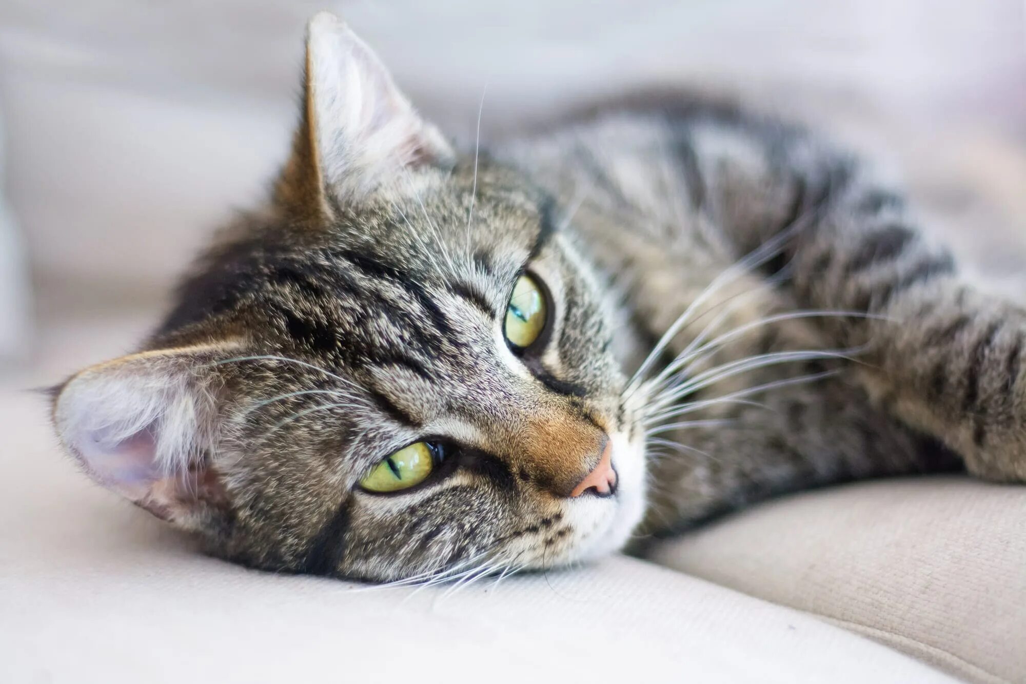 Спящие коты. Приснились домашние кошки. Приснились домашние кошки. Котята для расслабления. Уютные коты.