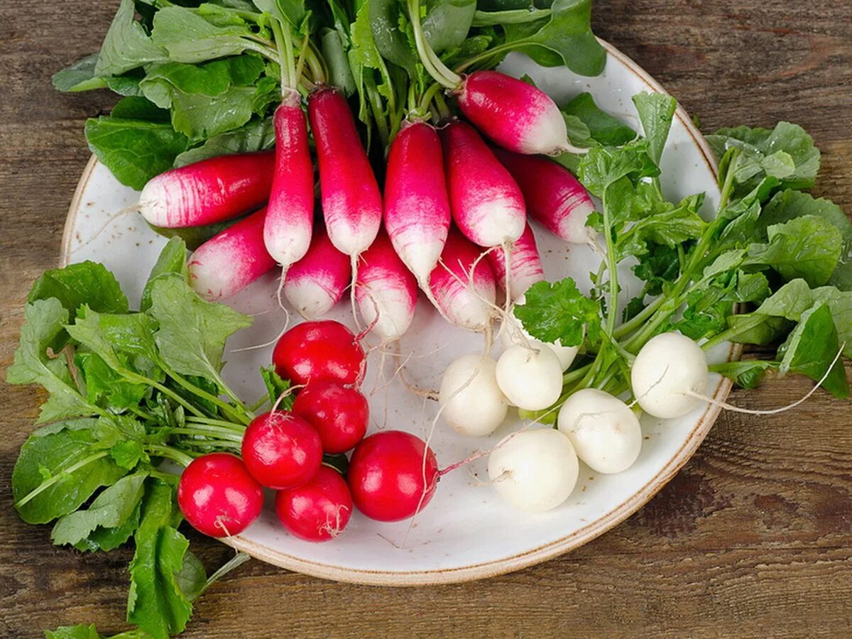 Редис Глориет f1. Редис Вюрцбургский 59. Radish редька. Покажи редиску