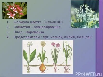 Формула семейства луковые