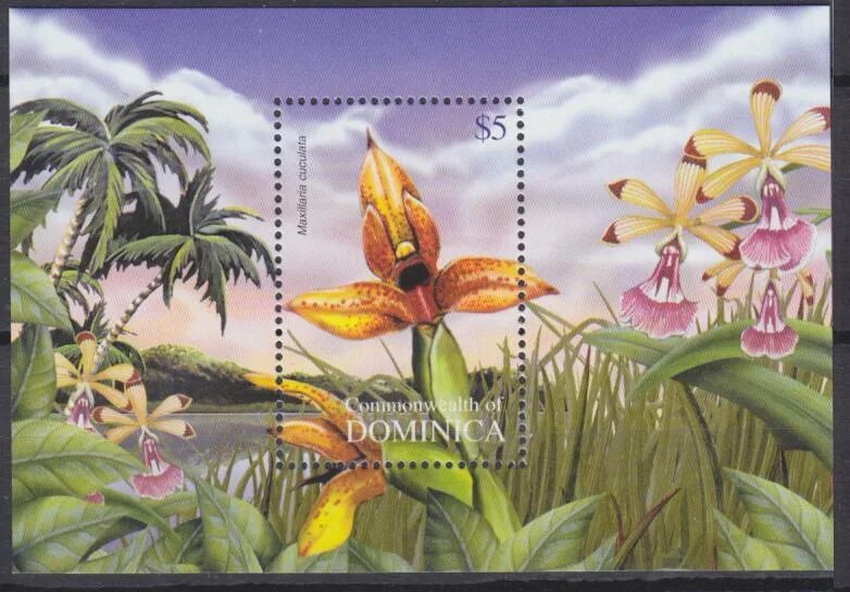Domenika flowers. Доминик цветы. форум domenika flowers.