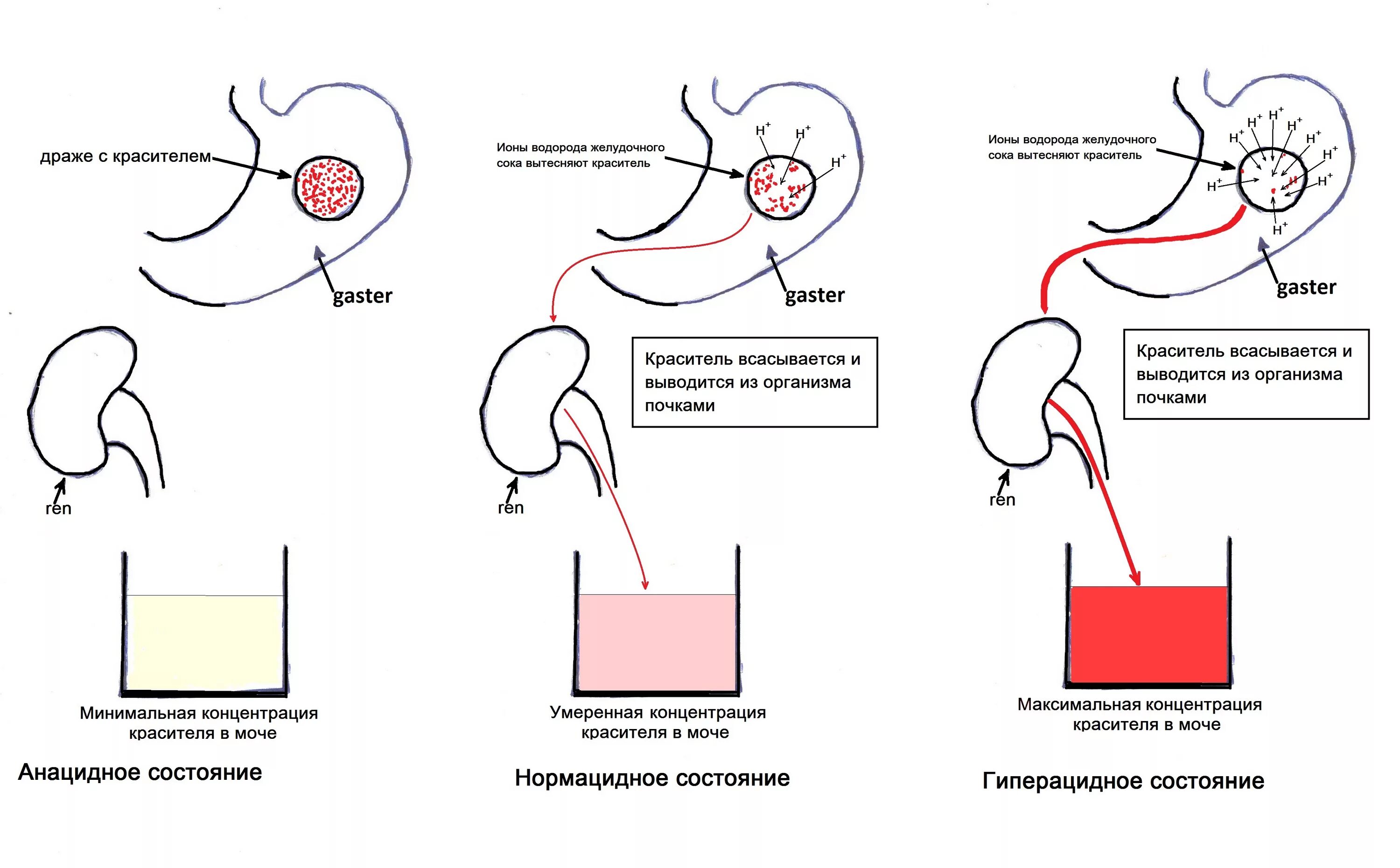 Как определить кислотность желудка самостоятельно. Способы определить кислотность желудочного сока?. Желудочного сока методом ацидотест. Уровень кислотности PH желудочного сока. Как определить PH желудочного сока.