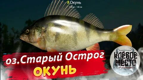 Окунь рр4
