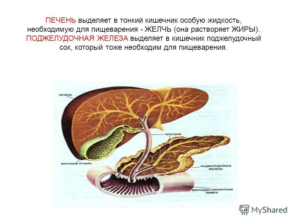 Печень выделяет сок