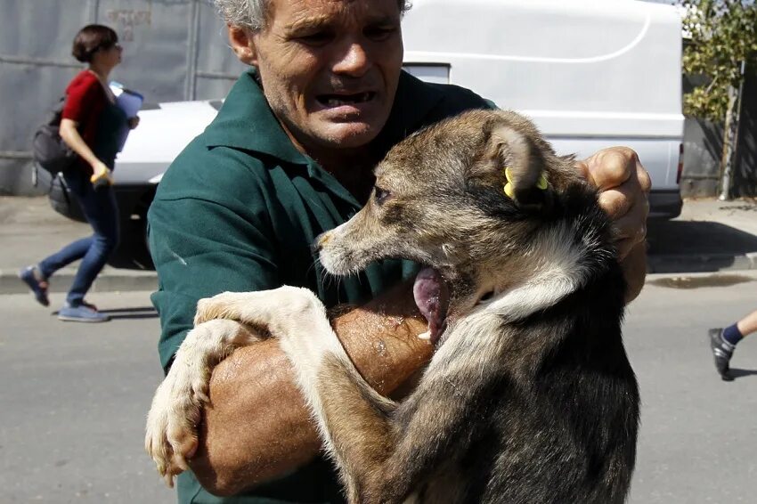 Укусила бездомная собака. Бродячие собаки. Укусила бездомная собака. Укусила бездомная собака. Укусила бездомная собака.