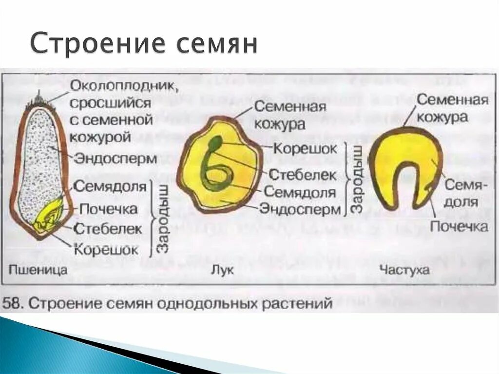 Что кроме зародыша и семенной кожуры находится. Строение однодольного семени пшеницы. Строение семени однодольного растения пшеницы. Строение семян однодольных растений 6 класс. Строение зерновки пшеницы строение семян однодольных растений.