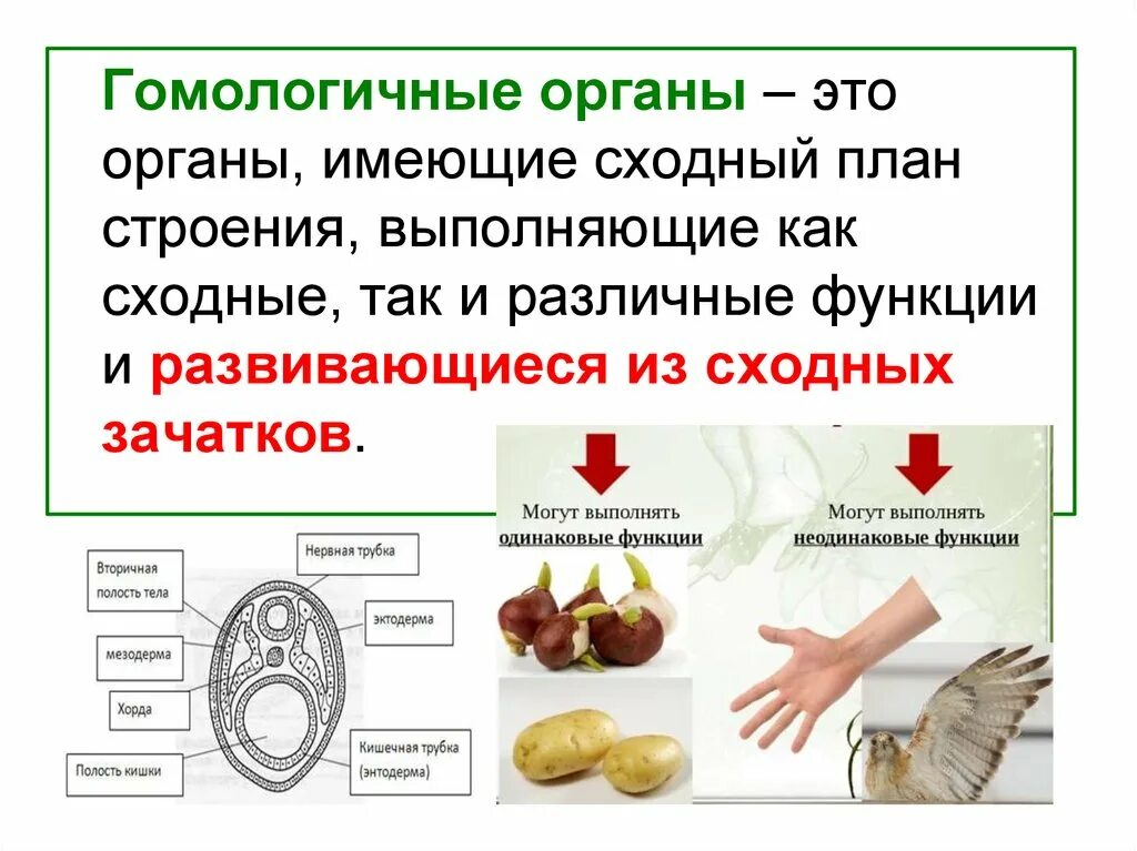 Аналогичные условия это. Гомомологичные органы. Гомологичные органы – это органы. Гомологичные органыто. Гомологичные органы примеры.