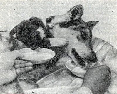 Собака с 2 головами
