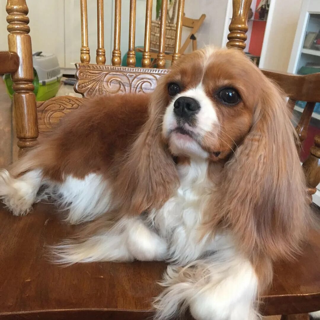 Синдром сухого глаза у кавалер кинг чарльз спаниель. Кавалер кинг чарльз спаниель стрижка. Груминг кавалер кинг чарльз спаниель. Кавалер кинг чарльз спаниель. Кавалер кинг чарльз спаниель.