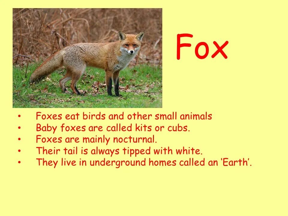 Fox has got. Про лису на английском языке. Текст про лису на английском. Проект по английскому про Fox. Проект на английском про лису.
