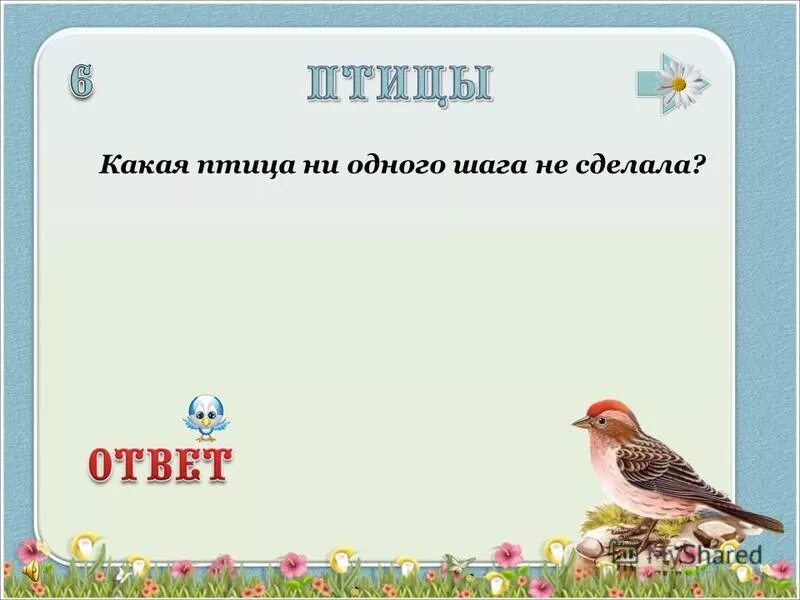 страус птица которая не умеет летать. птицы не умеющие летать список. птицы которые умеют плавать. птицы которые не умеют летать. почему птицы летают.