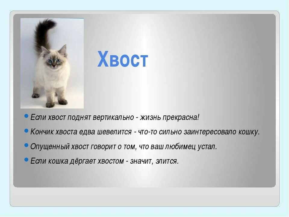 Лапках на русском языке. Почему кот виляет хвостом. Почему кошки виляют хвостом. Для чего нужен хвост коту. Что означает когда кошка виляет хвостом.