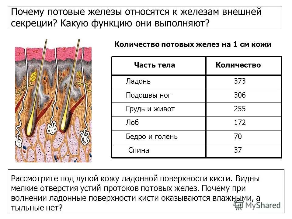 Потовые железы строение и функции. Строение и функции потовых желез. тип секреции потовых желез кожи пальца. строение кожи потовая железа. функции выходных отверстий потовых желез.