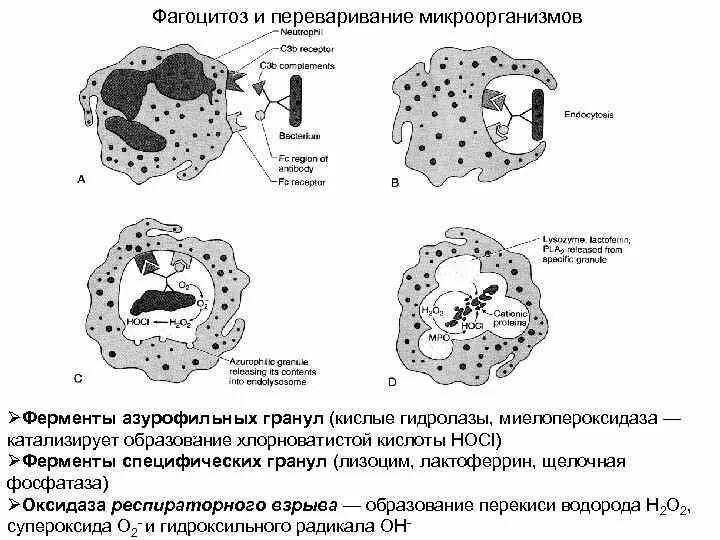 Респираторный взрыв нейтрофилов. Фагоцитоз биохимия. Респираторный взрыв фагоцитов. Механизм фагоцитоза. Фагоцитоз захват клеткой