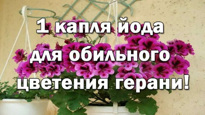 Средство для цветения герани. Йод для герани для цветения. Подкормка пеларгонии для обильного цветения. Подкормить герань йодом. Герань йод для пышного цветения.