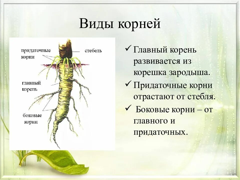 Боковые корни главный корень стебель. Придаточные корни. Боковые корни развиваются. Придаточные корни отрастают от стебля. Главный корень зародыша развивается