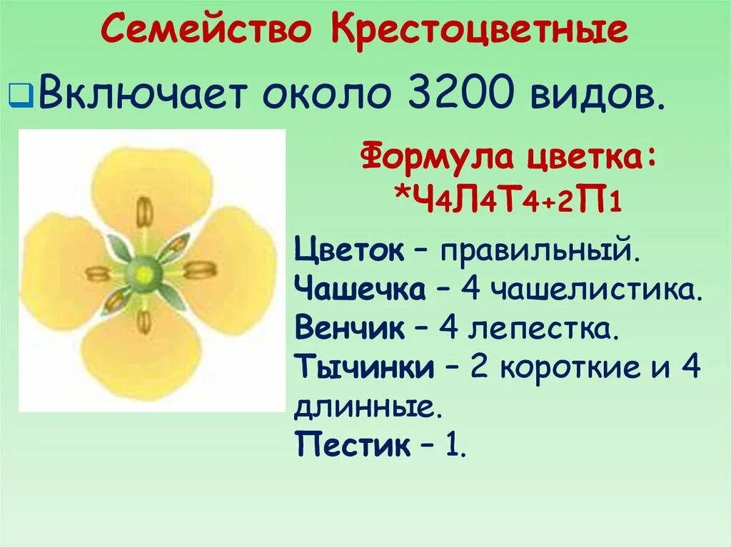 Формула цветка семейства крестоцветные. Формула цветка семейства крестоцветных крестоцветных. Семейство капустные формула цветка. Формула цветка крестоцветных растений.